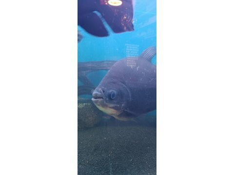 Pirana pacu