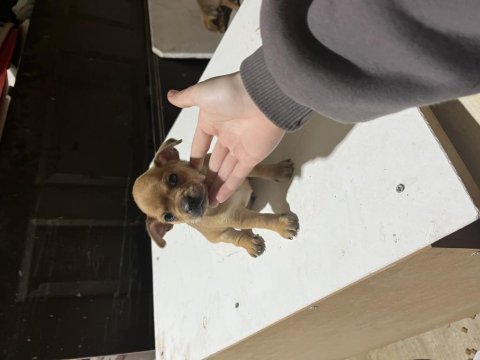 Pinscher şivava
