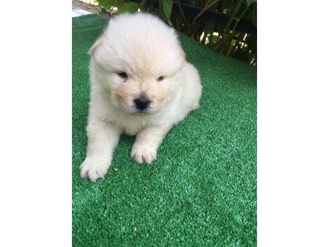 45 günlük chow chow erkek