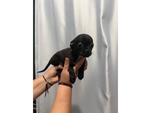 Chihuahua yavrular