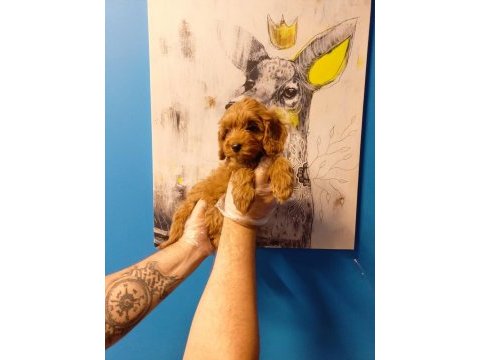 Tüy dökmeyen muhteşem maltipoo bebekler