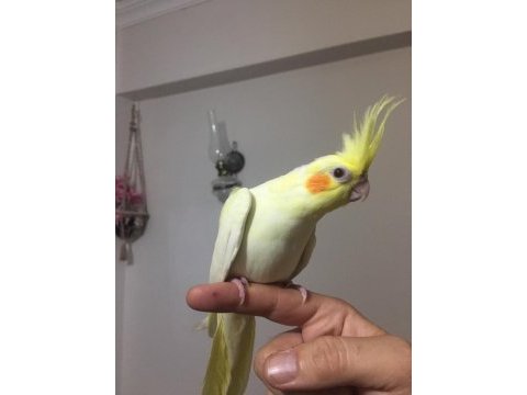 35 günlük ev üretimi bebek sultan papağanlar