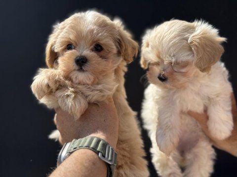 Petmode köpek çiftliğinde ziyarete açık maltipoo