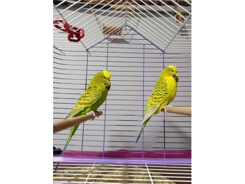 Jumbo muhabbet kuşu çift