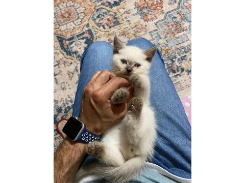 Minik scottish bebeklerimiz
