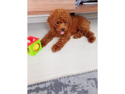 3 aylık toy poodle