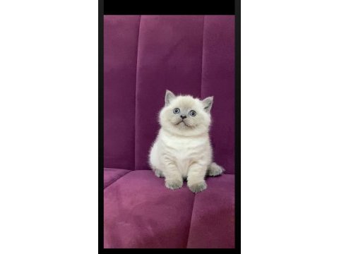 Safkan koca kafalı ayı surat british shorthair