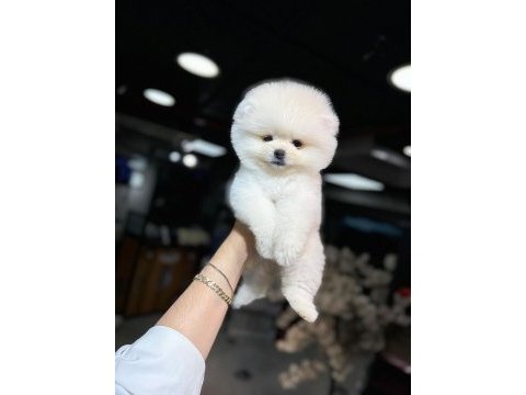 Orjinal ırk pomeranian boo yavrularımız