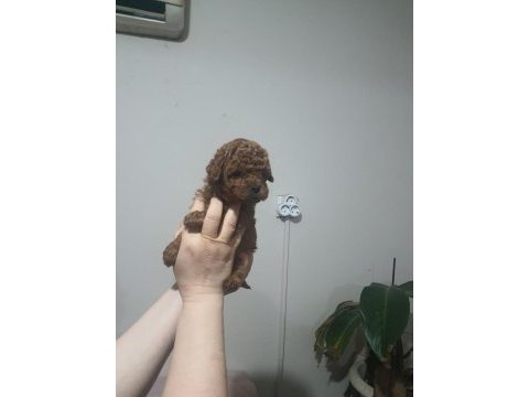 Toy poodle bebeklerimiz