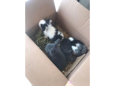 Hollanda lop tavşanlar ele alışkın yavrular