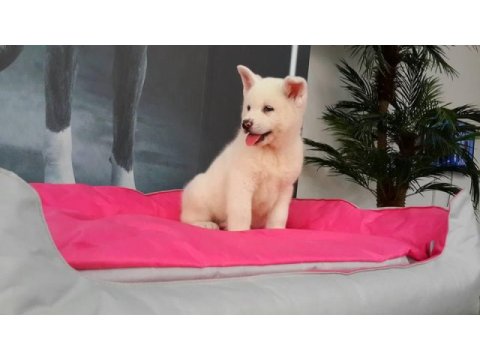 En özel akita yavruları