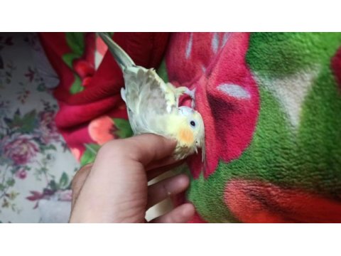 4 5 aylık sultan papağanı