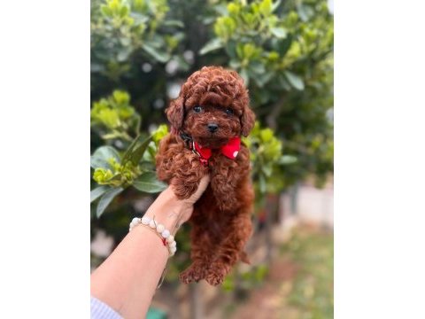 Sevimli toy poodle yavrularımız