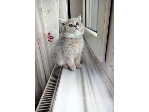 British shorthair lilac dişi yavru