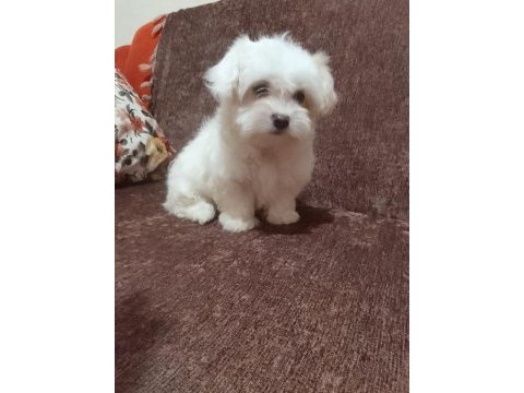 2 aylık maltese bebeklerimiz
