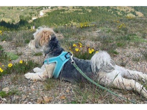 1 yaşında komut ve itaat eğitimli köpeğimiz