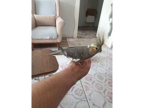 Sultan papağanı evcil ele omuza geliyor