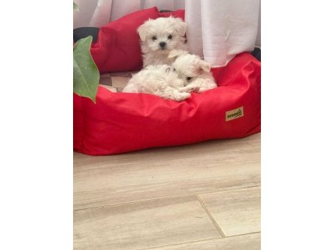 Maltese terrier yavrumuz 2 aylık