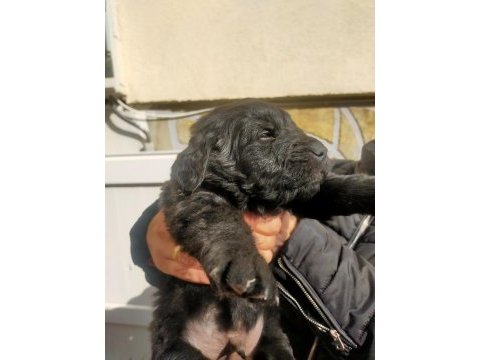 Safkan siyah golden retriever yavrular