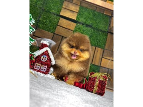 Pomeranian boo teacup