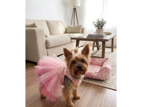 Oyuncu ve sevgi dolu dişi yorkshire terrier