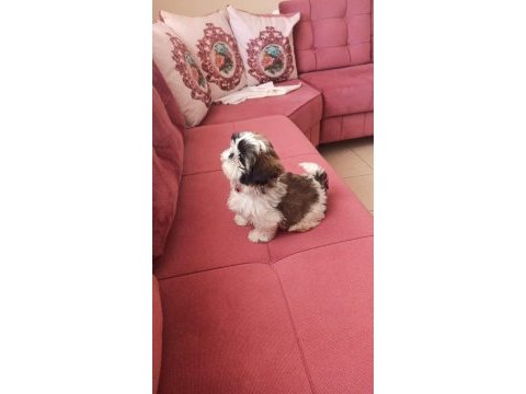 A kalite shih tzu yavrularımız ırk ve sağlık garantili