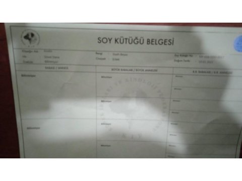Şecereli ırk garanti belgeli pasaportlu kimlikli danua