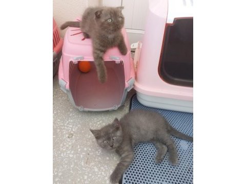 Güzel british shorthair yavrular