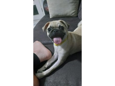 Dişi pug 1 yaşında köpeğimiz