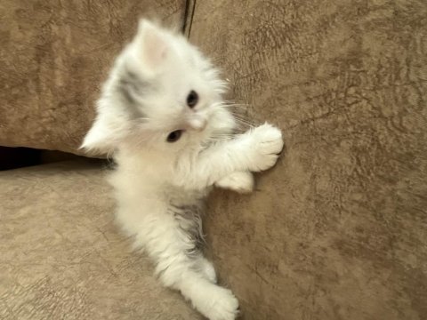 British longhair 2 aylık