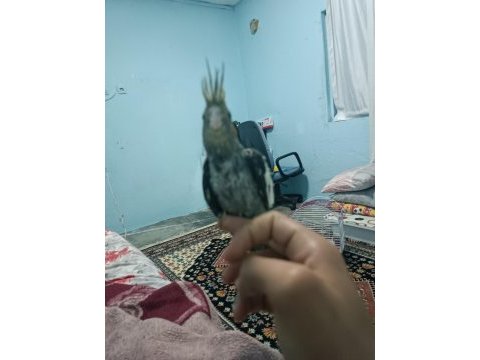Yavru sultan papağanı