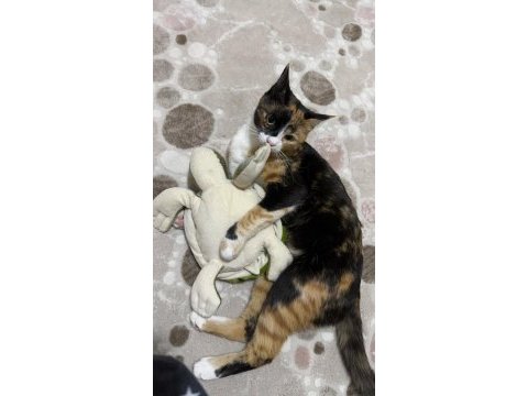 Tekir 11 aylık kısır dişi kedimiz