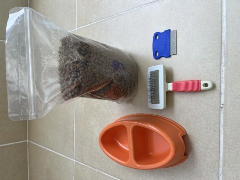 British shorthair dişi 1 yaşında