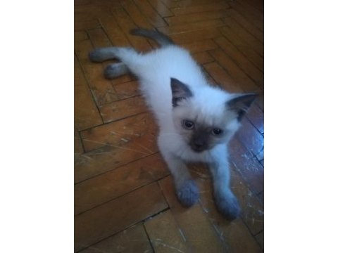 60 günlük british shorthair yavrular
