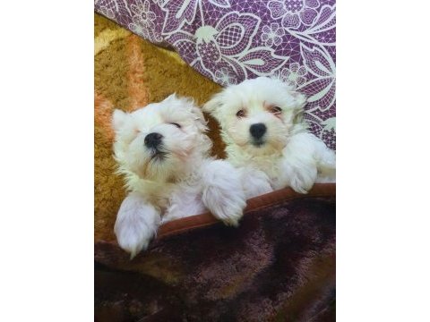 Badem şekerleri maltese köpekler