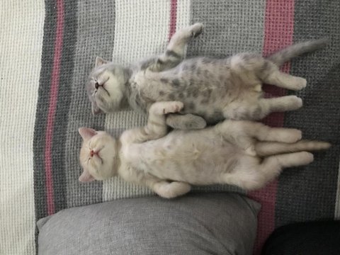 Sahiplendirilmeye hazır british shorthair