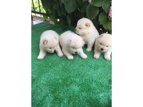 45 günlük chow chow erkek