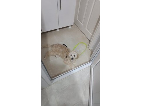 7 aylık maltipoo