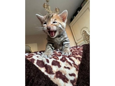 Küçük bengal kedisi kaplanlar
