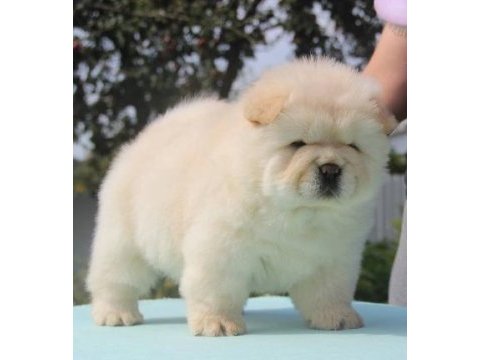 A kalite beyaz chow chow yavrular