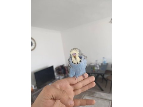 Show jumbo bebek muhabbet kuşu yavrular