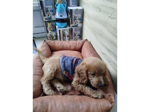 2.5 aylık dişi toy poodle