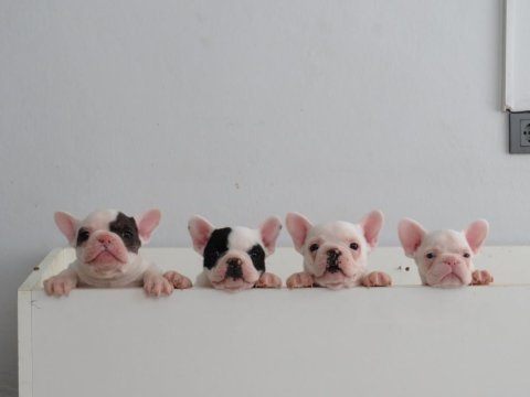 Sağlık garantili french bulldog yavrular