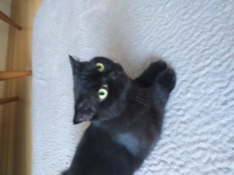 Scottish fold kızımıza yuva arıyoruz