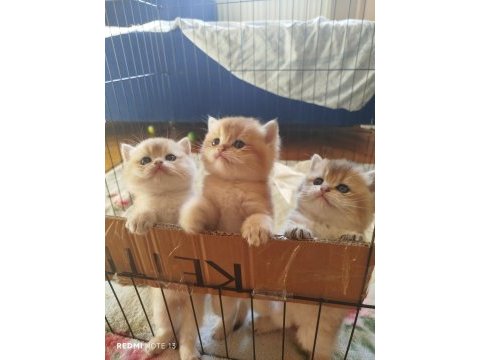 World cat federasyonu kayıtlı golden british bebekler