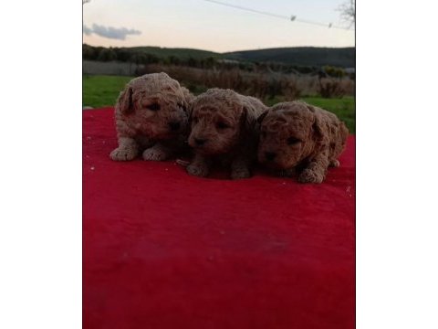 Rezerveye açık kore poodle