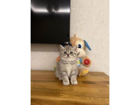 Bebek yüz brıtısh shorthair yavrularım 