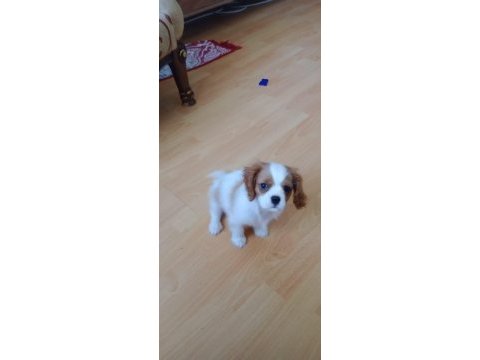 3 aylık erkek bebek king charles