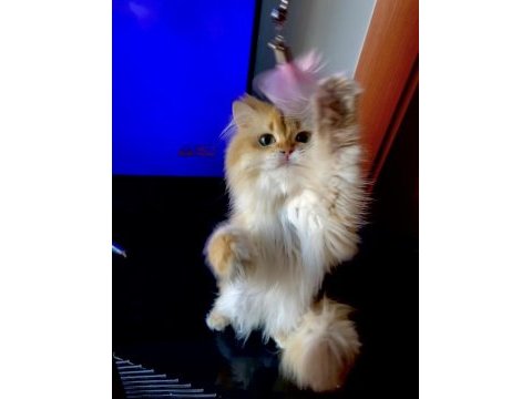 Şecereli british longhair golden yetişkin erkek