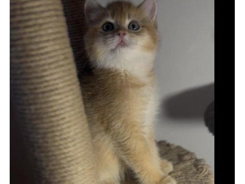 British shorthair golden kardeşler erkek